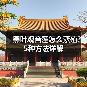黑叶观音莲怎么繁殖？5种方法详解（图4）