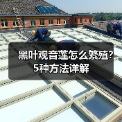 黑叶观音莲怎么繁殖？5种方法详解（图3）