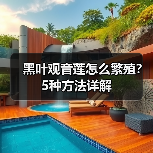 黑叶观音莲怎么繁殖？5种方法详解（图2）