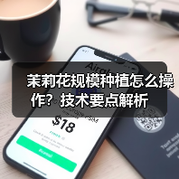 茉莉花规模种植怎么操作?技术要点解析(图2) 茉莉花规模种植怎么操作?技术要点解析(图2)