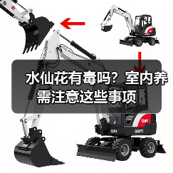 水仙花有毒吗?室内养需注意这些事项(图4) 水仙花有毒吗?室内养需注意这些事项(图4)