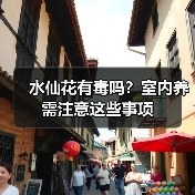 水仙花有毒吗?室内养需注意这些事项(图2) 水仙花有毒吗?室内养需注意这些事项(图2)