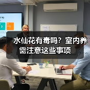 水仙花有毒吗?室内养需注意这些事项(图1) 水仙花有毒吗?室内养需注意这些事项(图1)