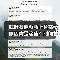 红叶石楠新栽叶片枯萎原因竟是这些?时间管理关键(图3) 红叶石楠新栽叶片枯萎原因竟是这些?时间管理关键(图3)