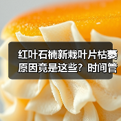 红叶石楠新栽叶片枯萎原因竟是这些?时间管理关键(图2) 红叶石楠新栽叶片枯萎原因竟是这些?时间管理关键(图2)