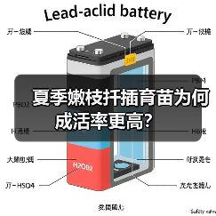 夏季嫩枝扦插育苗为何成活率更高?(图3) 夏季嫩枝扦插育苗为何成活率更高?(图3)