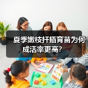 夏季嫩枝扦插育苗为何成活率更高?(图2) 夏季嫩枝扦插育苗为何成活率更高?(图2)