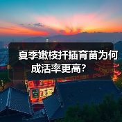 夏季嫩枝扦插育苗为何成活率更高?(图4) 夏季嫩枝扦插育苗为何成活率更高?(图4)