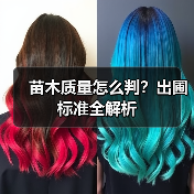 苗木质量怎么判?出圃标准全解析(图3) 苗木质量怎么判?出圃标准全解析(图3)