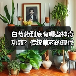白芍药到底有哪些神奇功效?传统草药的现代科学验证(图4) 白芍药到底有哪些神奇功效?传统草药的现代科学验证(图4)