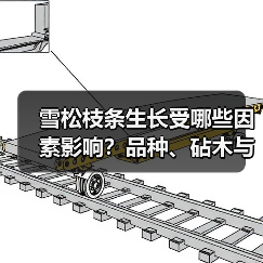 雪松枝条生长受哪些因素影响?品种、砧木与激素如何作用?(图4) 雪松枝条生长受哪些因素影响?品种、砧木与激素如何作用?(图4)