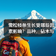 雪松枝条生长受哪些因素影响?品种、砧木与激素如何作用?(图2) 雪松枝条生长受哪些因素影响?品种、砧木与激素如何作用?(图2)