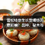 雪松枝条生长受哪些因素影响?品种、砧木与激素如何作用?(图3) 雪松枝条生长受哪些因素影响?品种、砧木与激素如何作用?(图3)