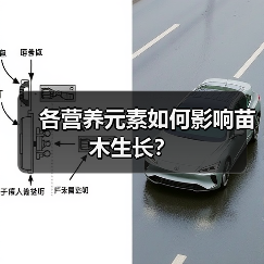 各营养元素如何影响苗木生长？（图4）