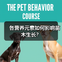 各营养元素如何影响苗木生长？（图2）