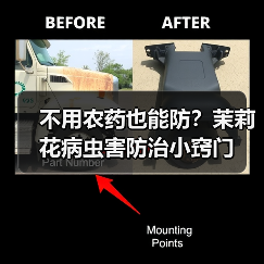 不用农药也能防?茉莉花病虫害防治小窍门(图3) 不用农药也能防?茉莉花病虫害防治小窍门(图3)