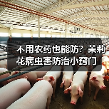 不用农药也能防?茉莉花病虫害防治小窍门(图2) 不用农药也能防?茉莉花病虫害防治小窍门(图2)