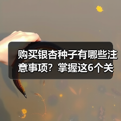 购买银杏种子有哪些注意事项?掌握这6个关键点(图4) 购买银杏种子有哪些注意事项?掌握这6个关键点(图4)