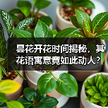 昙花开花时间揭秘,其花语寓意竟如此动人?(图3) 昙花开花时间揭秘,其花语寓意竟如此动人?(图3)