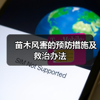 苗木风害的预防措施及救治办法(图3) 苗木风害的预防措施及救治办法(图3)