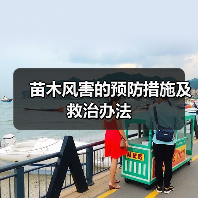 苗木风害的预防措施及救治办法(图2) 苗木风害的预防措施及救治办法(图2)