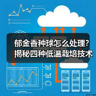 郁金香种球怎么处理?揭秘四种低温栽培技术(图1) 郁金香种球怎么处理?揭秘四种低温栽培技术(图1)