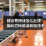 郁金香种球怎么处理?揭秘四种低温栽培技术(图4) 郁金香种球怎么处理?揭秘四种低温栽培技术(图4)