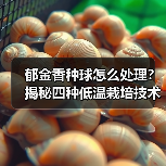 郁金香种球怎么处理?揭秘四种低温栽培技术(图2) 郁金香种球怎么处理?揭秘四种低温栽培技术(图2)