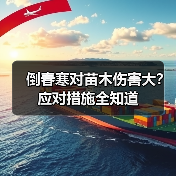 倒春寒对苗木伤害大?应对措施全知道(图1) 倒春寒对苗木伤害大?应对措施全知道(图1)