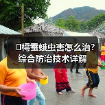 �樗蚕蛾虫害怎么治?综合防治技术详解(图2) �樗蚕蛾虫害怎么治?综合防治技术详解(图2)