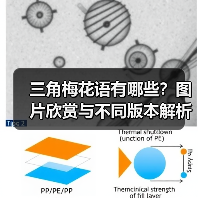 三角梅花语有哪些?图片欣赏与不同版本解析(图3) 三角梅花语有哪些?图片欣赏与不同版本解析(图3)