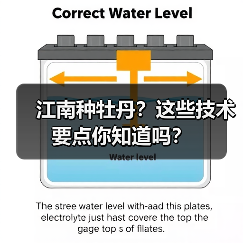 江南种牡丹?这些技术要点你知道吗?(图2) 江南种牡丹?这些技术要点你知道吗?(图2)