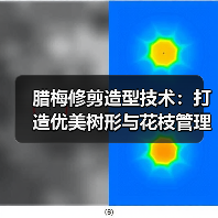 腊梅修剪造型技术:打造优美树形与花枝管理(图2) 腊梅修剪造型技术:打造优美树形与花枝管理(图2)