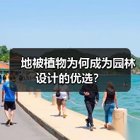 地被植物为何成为园林设计的优选?(图4) 地被植物为何成为园林设计的优选?(图4)