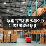 暴雨后苗木积水怎么办?这5步能救活树(图2) 暴雨后苗木积水怎么办?这5步能救活树(图2)