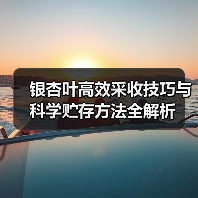 银杏叶高效采收技巧与科学贮存方法全解析(图3) 银杏叶高效采收技巧与科学贮存方法全解析(图3)
