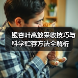 银杏叶高效采收技巧与科学贮存方法全解析(图4) 银杏叶高效采收技巧与科学贮存方法全解析(图4)