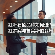 红叶石楠品种如何选？红罗宾与鲁宾斯的栽培差异（图3）