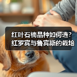 红叶石楠品种如何选？红罗宾与鲁宾斯的栽培差异（图1）