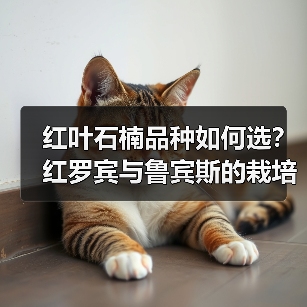 红叶石楠品种如何选？红罗宾与鲁宾斯的栽培差异（图4）