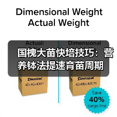 国槐大苗快培技巧:营养钵法提速育苗周期(图3) 国槐大苗快培技巧:营养钵法提速育苗周期(图3)