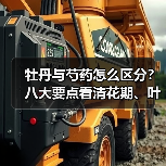 牡丹和芍药怎么区分？8大技巧教你辨别-云