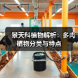 景天科植物解析：多肉植物分类与特点（图1）