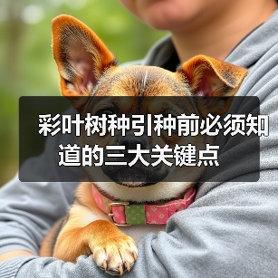 彩叶树种引种前必须知道的三大关键点（图4）