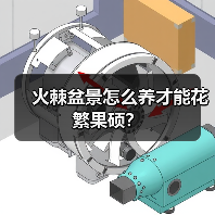 火棘盆景怎么养才能花繁果硕?(图3) 火棘盆景怎么养才能花繁果硕?(图3)
