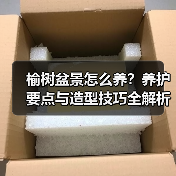 榆树盆景怎么养?养护要点与造型技巧全解析(图1) 榆树盆景怎么养?养护要点与造型技巧全解析(图1)