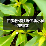 四步教你挑选优质水仙花球茎(图4) 四步教你挑选优质水仙花球茎(图4)
