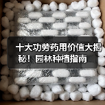 十大功劳药用价值大揭秘!园林种植指南(图4) 十大功劳药用价值大揭秘!园林种植指南(图4)
