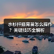 水杉扦插育苗怎么操作？关键技巧全解析（图4）