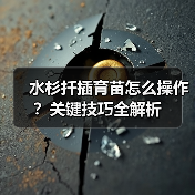水杉扦插育苗怎么操作？关键技巧全解析（图1）